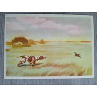 1958. охота. Курдов. По дупелю