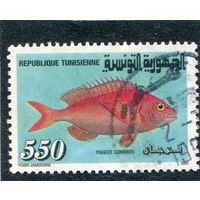 Тунис. Фауна. Рыбы