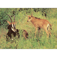 Почтовая открытка "Черные антилопы"