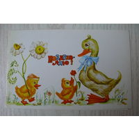 Селиванова Т., Поздравляю! 1983, двойная, чистая (утята, ромашки).