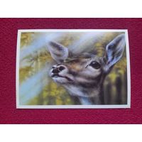 Оленуха. Исаков 1989 г. Чистая.