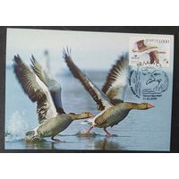 Беларусь 2010 КМ птица года, сокол пустальга .