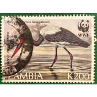 Замбия. Фауна. Птицы