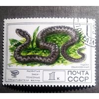 Марка СССР 1977 год Фауна