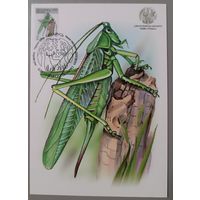 Картмаксимум "Кузнечик". Дикая природа Беларуси.