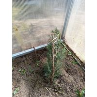 Можжевельник 10-12 см ростки саженцы рассада