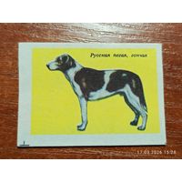 Спичечная этикетка Русская пегая, гончая