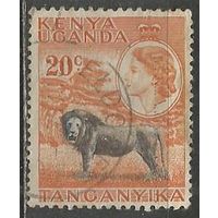 Кения Уганда и Танганьика. Королева Елизавета II. Лев. 1954г. Mi#95.