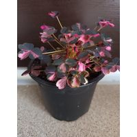 Кислица (Plum Crazy)