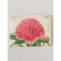 Цветы - Пионы