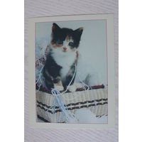 Котята; ~1990-е, чистая, МФЦП, Беларусь.