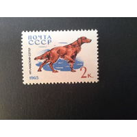 Ссср 1965. Сеттер