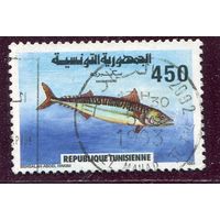 Тунис. Фауна. Рыбы