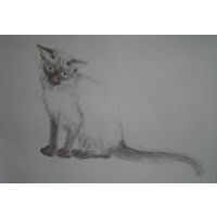 Рисунки. Кошки.