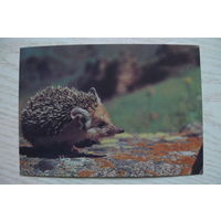 Назаров Э., Ушастый еж; 1990, чистая.