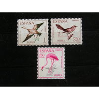 Испанская Сахара 1967 Птицы