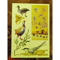 Открытка "Красноводский заповедник"