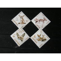 Испанская Сахара 1970, Фенек (миниатюрная лисица)