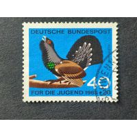 Германия 1965. Глухарь