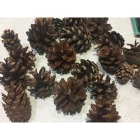 Шишки сосновые