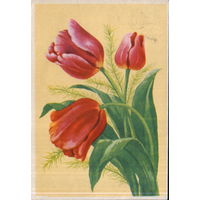 Подписанная открытка 1960-ых гг. БССР "Тюльпаны" худ. В. Зеленов
