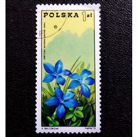 Марка Польша 1975 год 100 лет Организации горного туризма