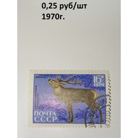 СССР 1970 год.  Сихотэ-Алинский заповедник. Изюбрь