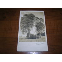 Пейзаж с березами Фотооткрытка Германия 1930-е "Реальное фото" подписана
