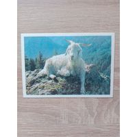 Календарик 1990