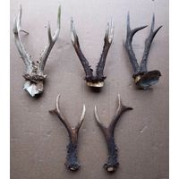 Рога косули всего 8 штук