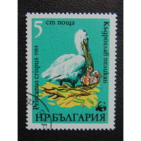 Болгария 1984 г. Птицы.