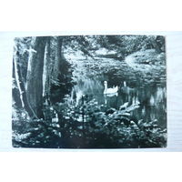 Прибалтика, Литовская ССР, Паланга; 1965, чистая.