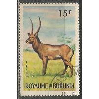 Бурунди. Животный мир страны. Водяной козёл. 1964г. Mi#98.