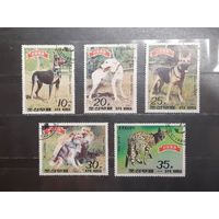 Корея. 1989 год. Фауна. Собаки (1186)