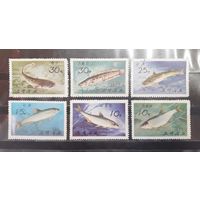 Корея. 1975 год. Фауна. Рыбы (1259)