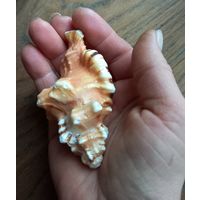 Ракушка Пятнистый тритон, Циматиум Лоториум.