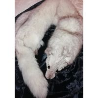 Шикарный мех песца, выделанный, цельный.