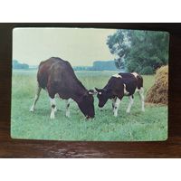 Календарик страхование