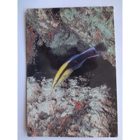 Календарик 1993 г. Рыба.