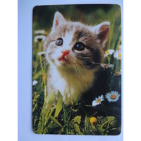 Календарик 1997 г. Котенок и ромашки.