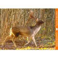 Фауна Беларуси: лань, тираж 2000 экз., чистая, 2014