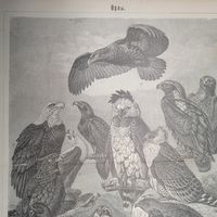 ОРЛЫ. Энциклопедическая гравюра СПБ конец 19века 30х24см. РАСПРОДАЖА КОЛЛЕКЦИИ.
