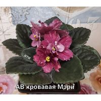 Фиалка АВ кровавая Мэри молодая розетка с фото