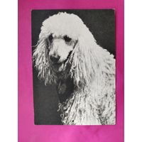 Пудель. Чистая. 1968 года. Фото Елисеева. 2164.
