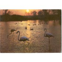 Открытка СССР. Папикьян. Фламинго. 1987