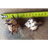 Ракушки Мурекс Индивия, 2 шт.