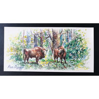 Зубры. Беловежская пуща. Моя Беларусь. Т. Дольская 2016 г. Тираж 2000. Чистая #0251-V2P126
