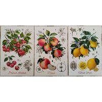 Вишня. Лимон. Яблоня. Ботаническая иллюстрация. Худ.Е.Михеева. Россия. 2018 г.