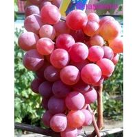 Виноград Минский взрослое растение