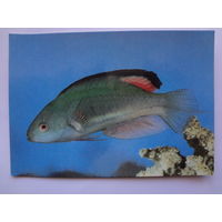 Календарик 1993 г.  Рыба.